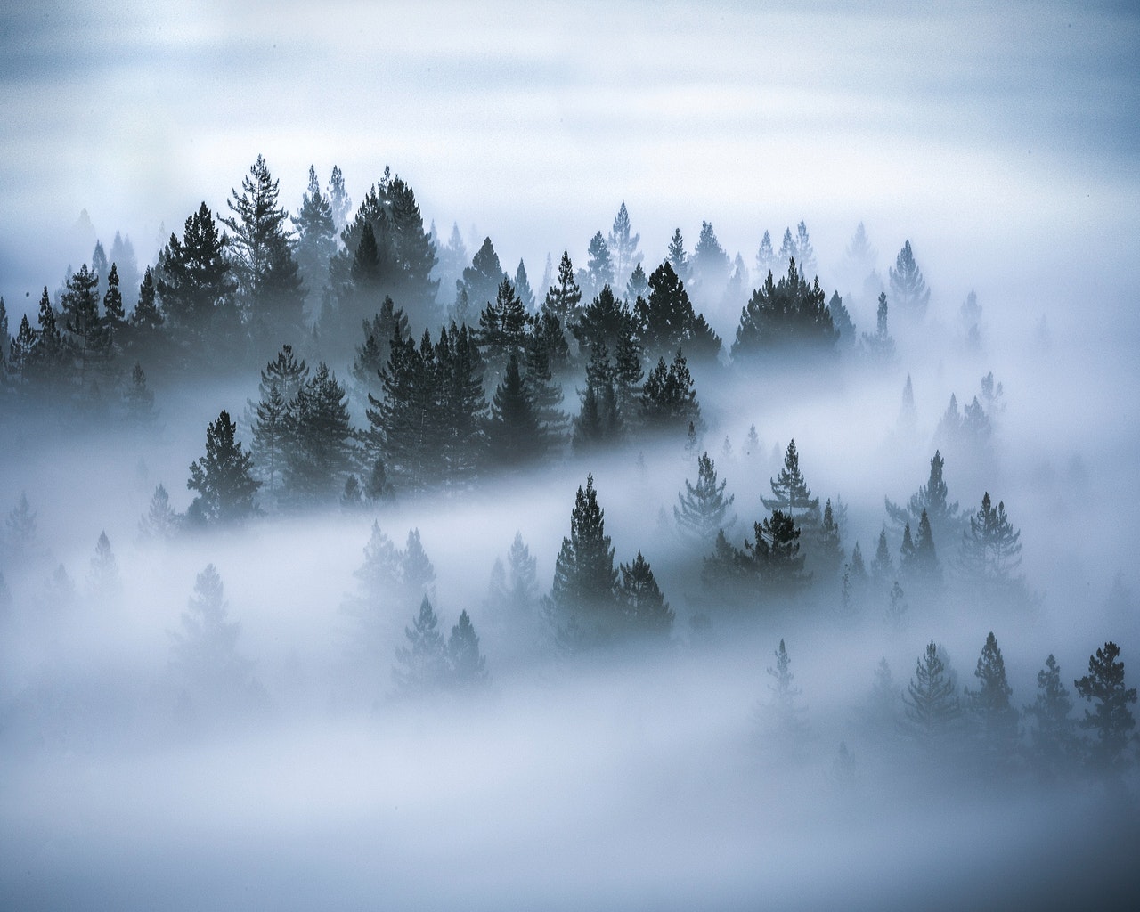 https://www.t4bi.com/wp-content/uploads/2021/09/photo-of-pine-trees-covered-by-fog-2529973.jpg